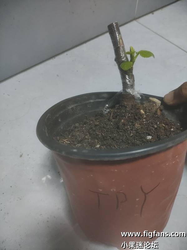 出两颗甜皮鸭-小果迷