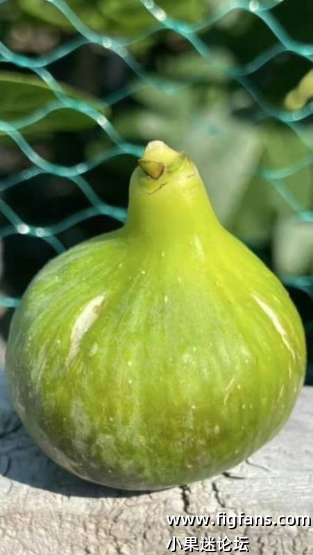 洛拉尔 LIoral MP-小果迷