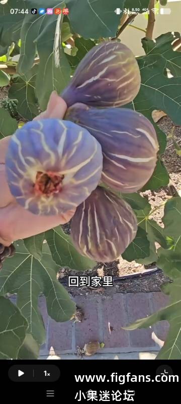 求购这款无花果-小果迷