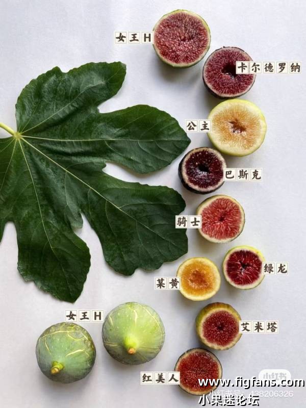 求购白亚和香槟-小果迷