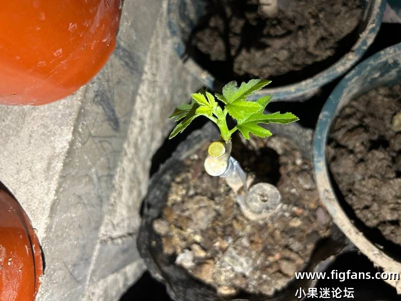 出蜂蜜糖、骑士嫁接苗-小果迷