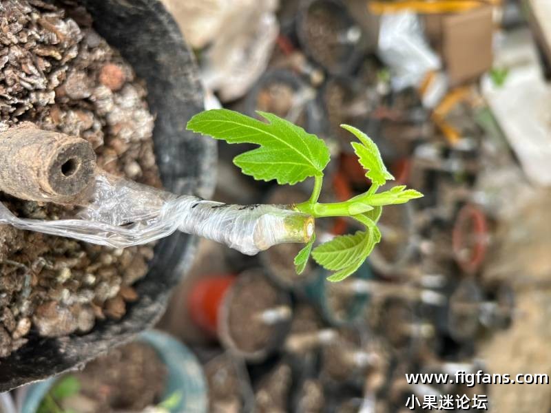 出蜂蜜糖、骑士嫁接苗-小果迷