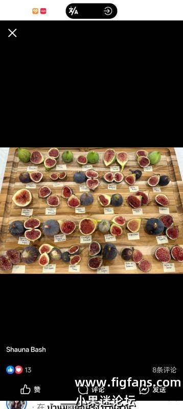 无花果品种品鉴记录（三）Shauna Bash-小果迷