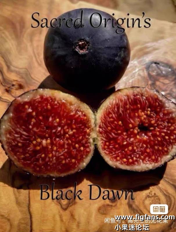 98.黑黎明/黑暗黎明 Black Dawn  （Lee Ann）-小果迷