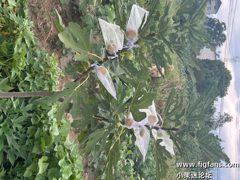 布兰瑞克-小果迷