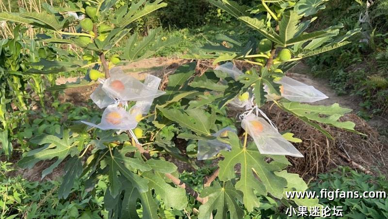 布兰瑞克-小果迷