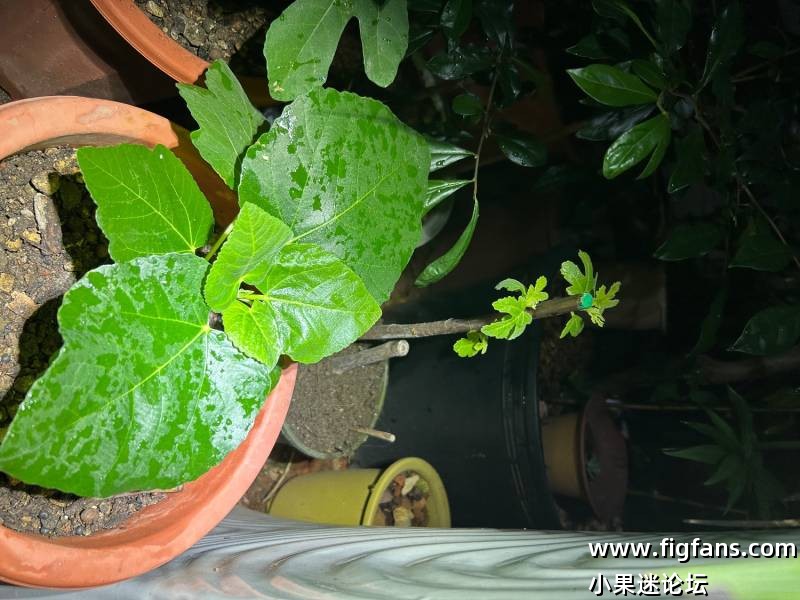 啥品种呀-小果迷