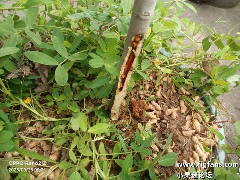 天牛咋整呢-小果迷