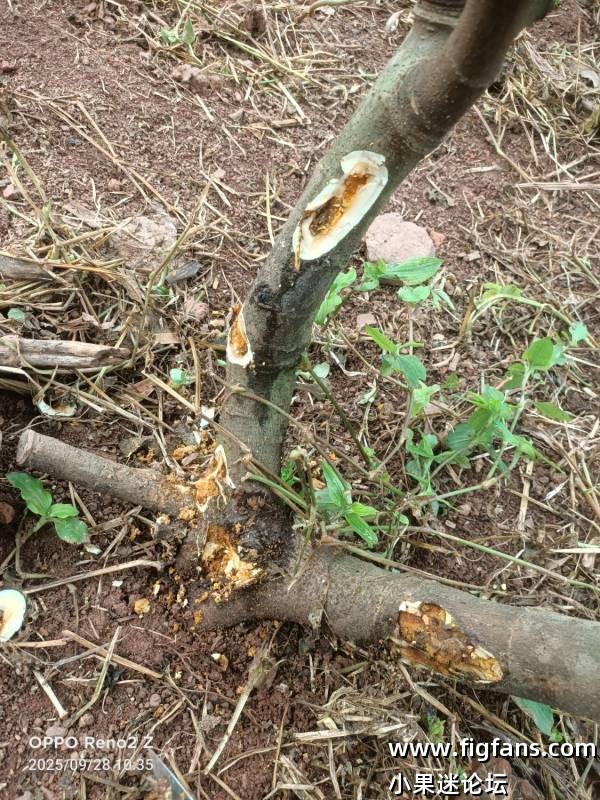 天牛咋整呢-小果迷