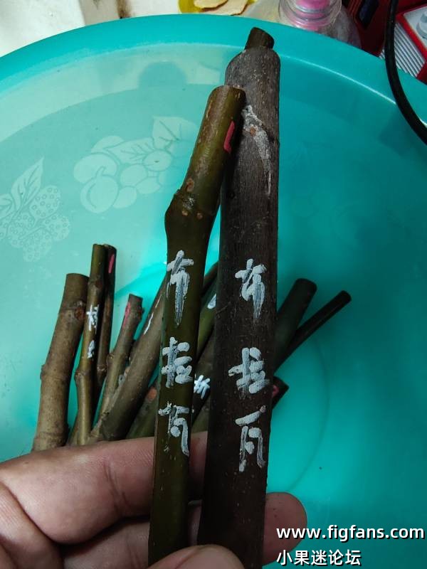 感谢大连cc分享的枝条-小果迷