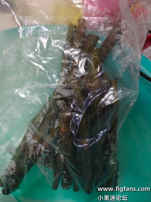 感谢大连cc分享的枝条-小果迷