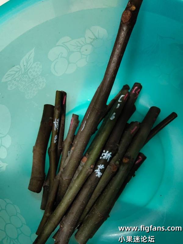 感谢大连cc分享的枝条-小果迷