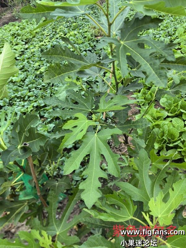 迷你菲格小姐与紫色波尔多叶型对比-小果迷