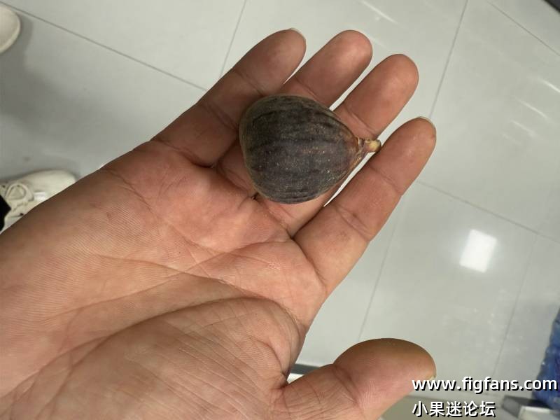 红色果酱嫁接初果-小果迷