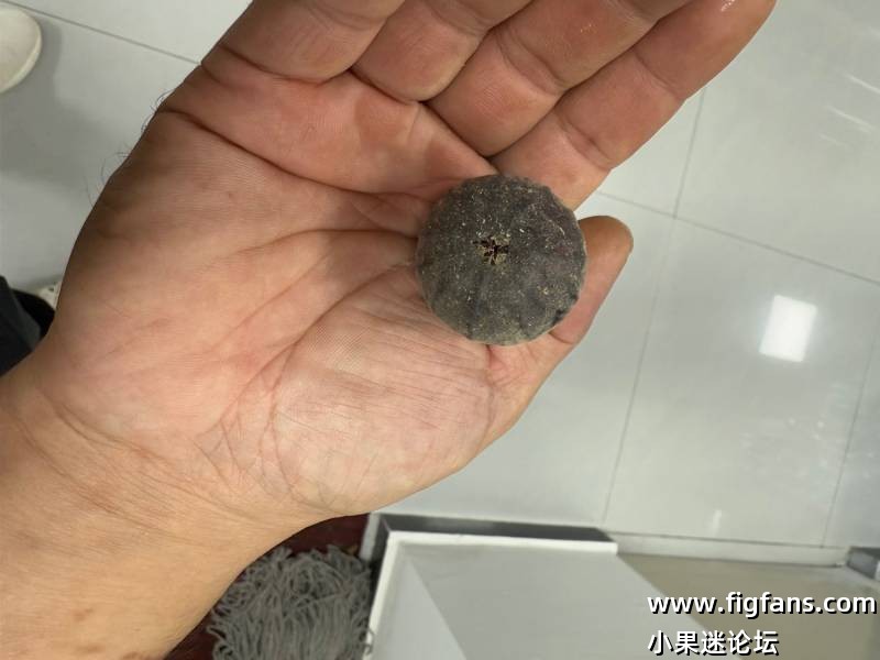 红色果酱嫁接初果-小果迷