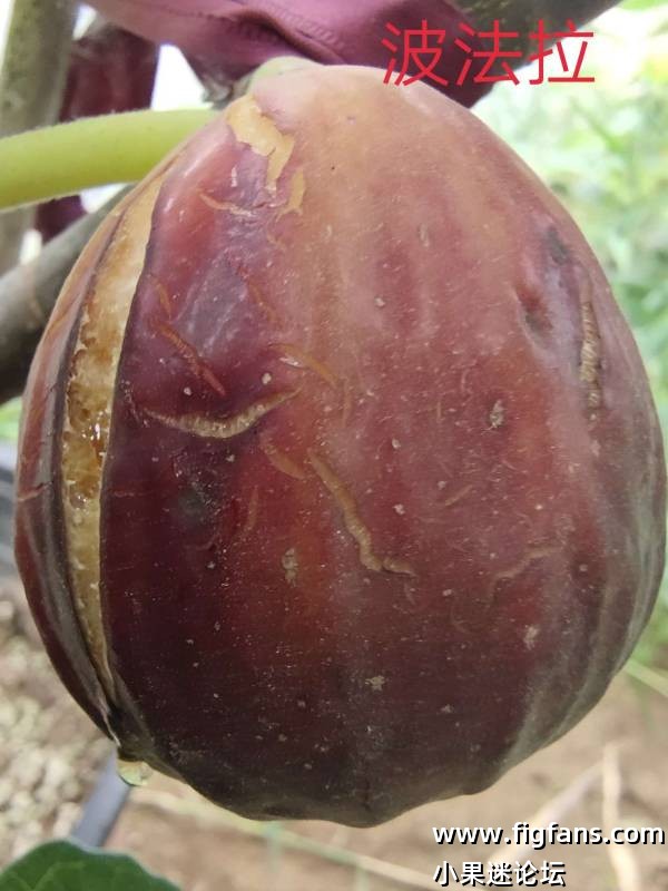 杜文丰的波法拉