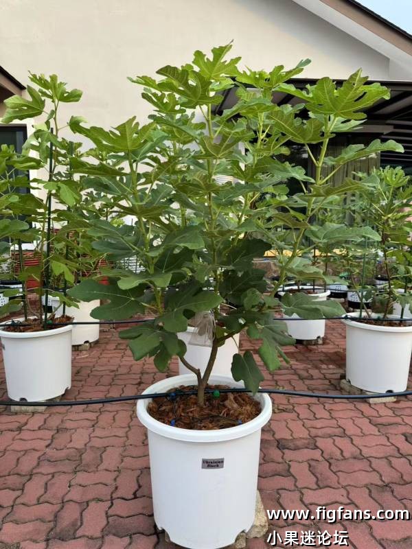 Ukrainian Black 20250806.jpg