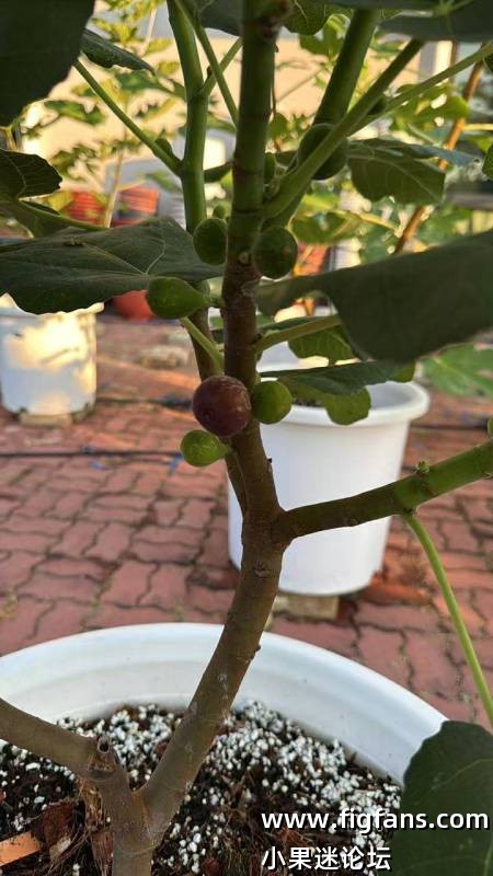 Ukrainian black 1st fruit.jpg