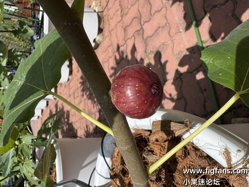 Vincenzo 20250812.jpg