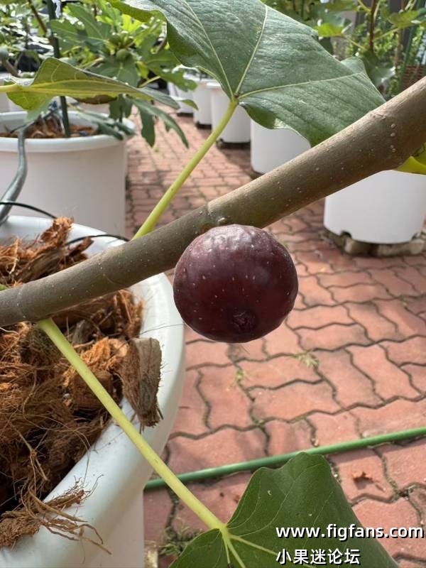 Vincenzo 2025-08-13.jpg