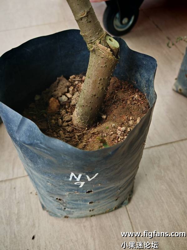 从马来西亚dato那边入手的品种-小果迷