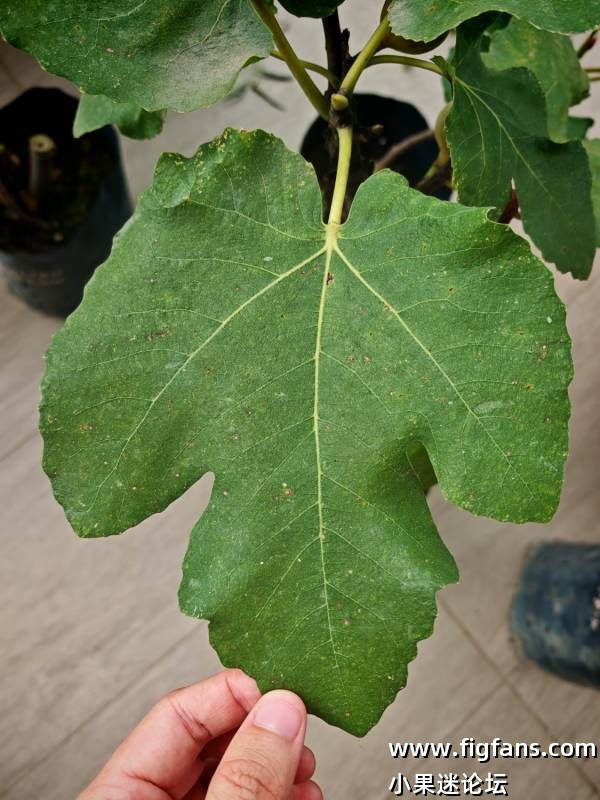 从马来西亚dato那边入手的品种-小果迷