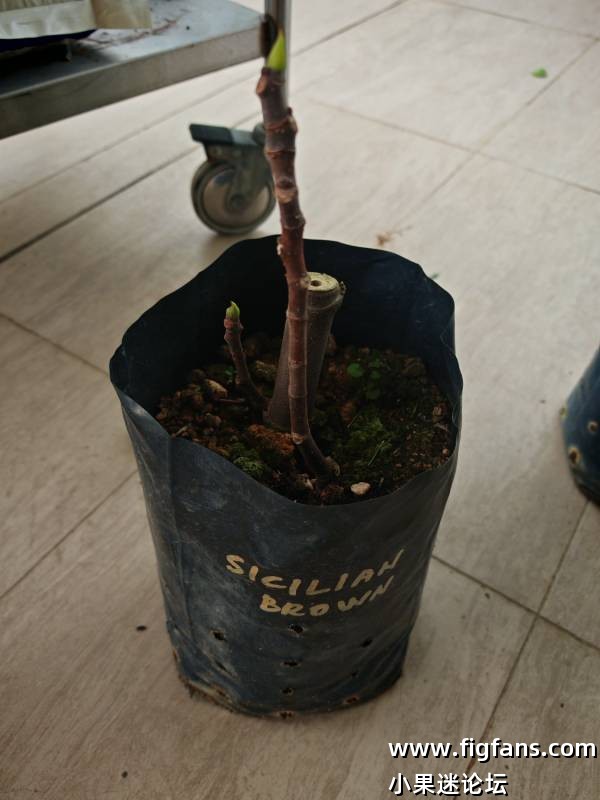 从马来西亚dato那边入手的品种-小果迷