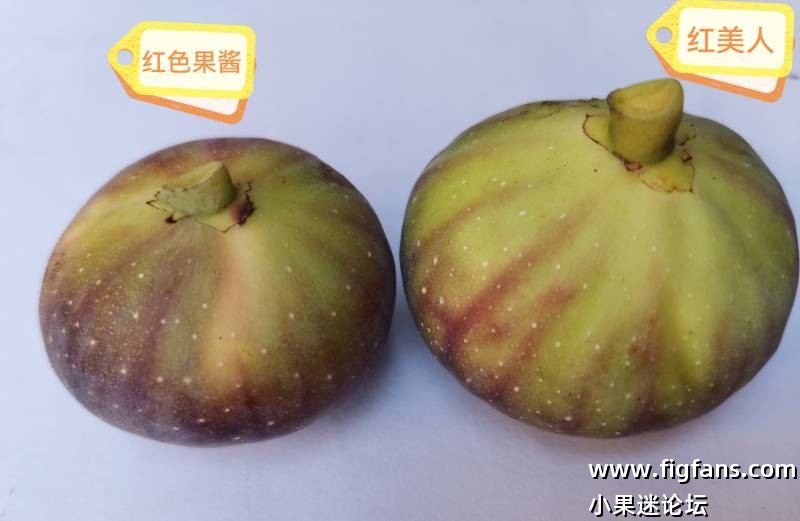 红色果酱VS红美人-小果迷