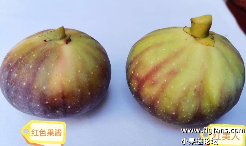 红色果酱VS红美人-小果迷