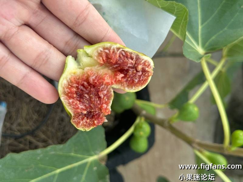 布朗什无花果-小果迷