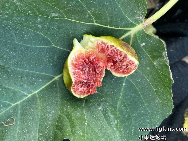 布朗什无花果-小果迷