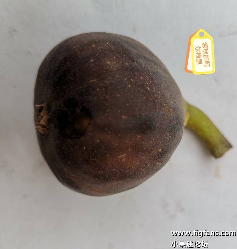 深秋出神图-小果迷