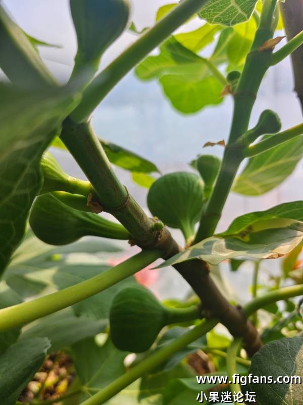 东北室内的格莱斯-小果迷