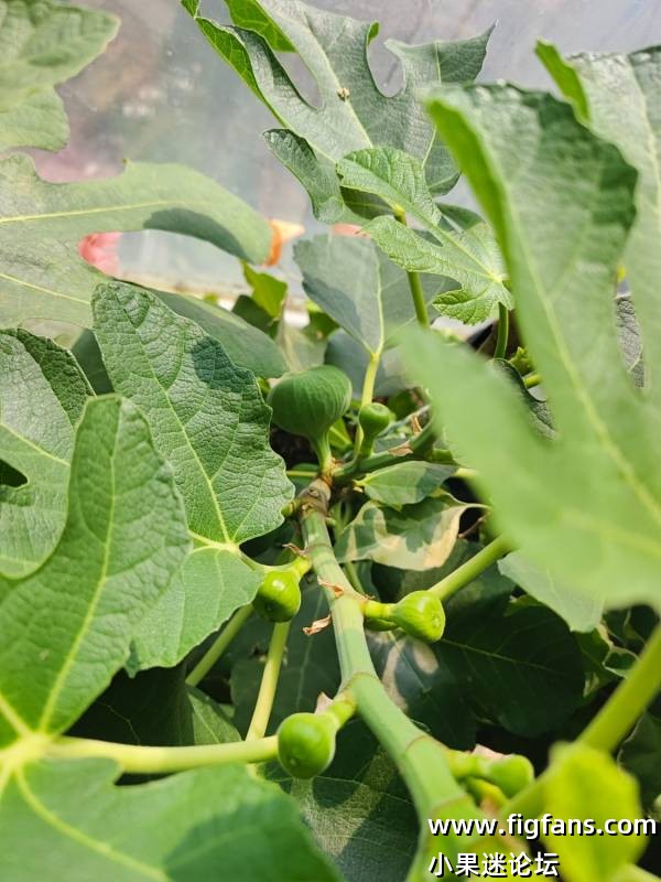 东北室内的格莱斯-小果迷