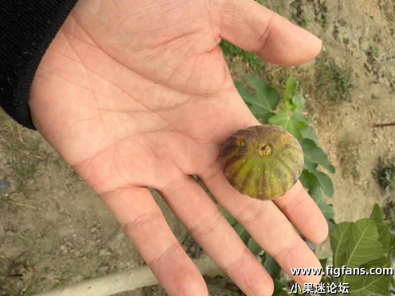 甜皮鸭，蒂亚佩尼亚-小果迷