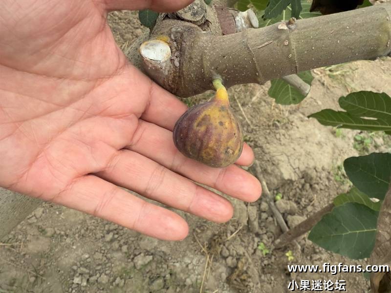 甜皮鸭，蒂亚佩尼亚-小果迷