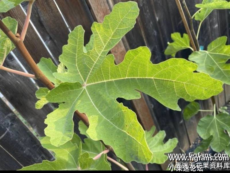 求购击败拉蒙 西兰花-小果迷