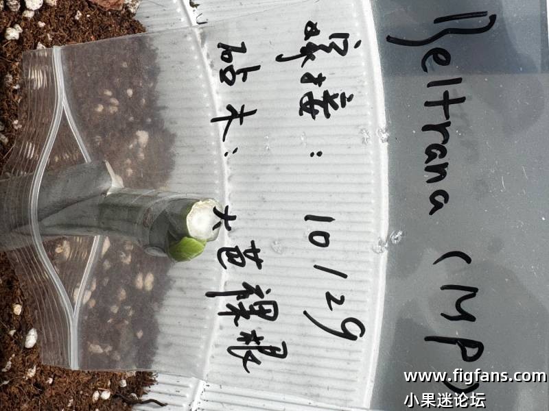 无花果嫁接心得记录帖-小果迷