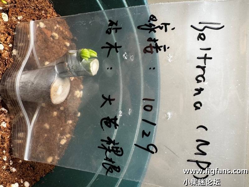 无花果嫁接心得记录帖-小果迷