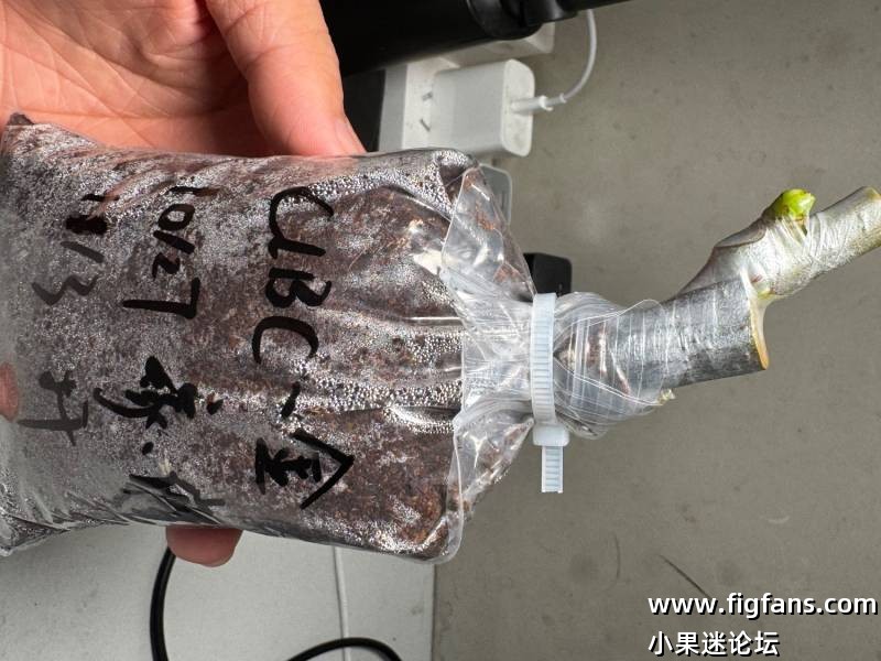 无花果嫁接心得记录帖-小果迷