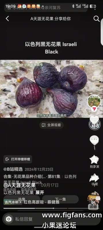 以色列黑（待查）-小果迷