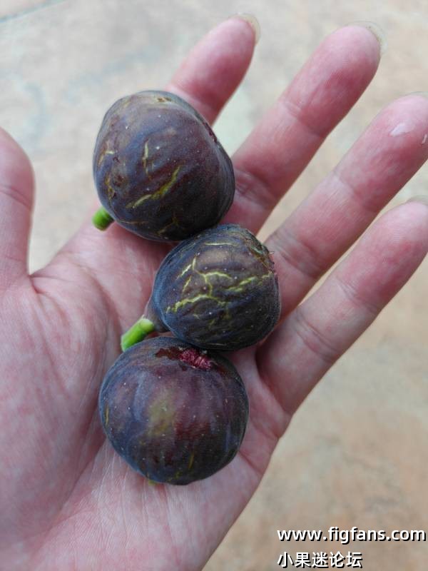 首年种植吃果果图分享-小果迷