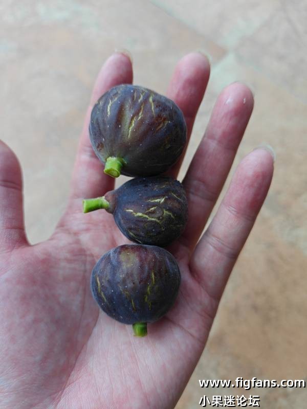 首年种植吃果果图分享-小果迷