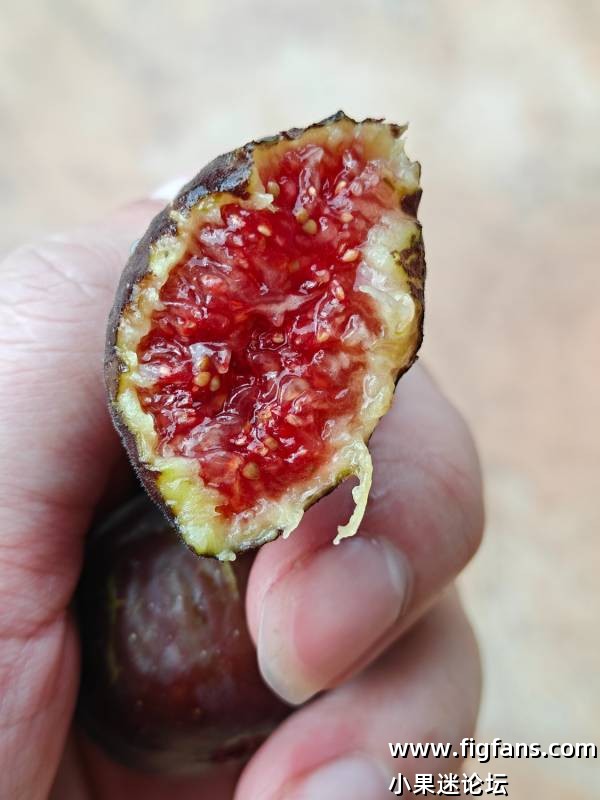 首年种植吃果果图分享-小果迷