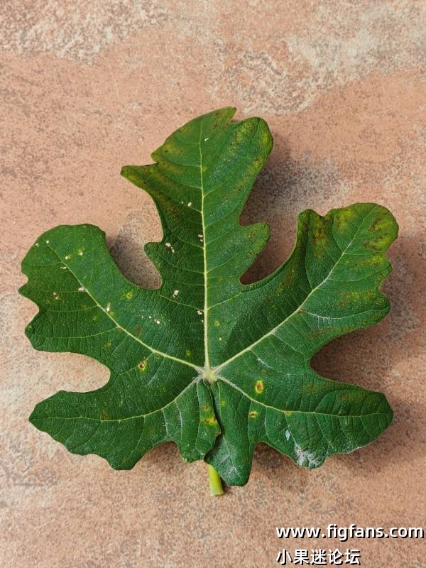 首年种植吃果果图分享-小果迷