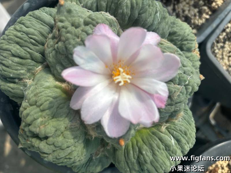 怒涛牡丹-小果迷