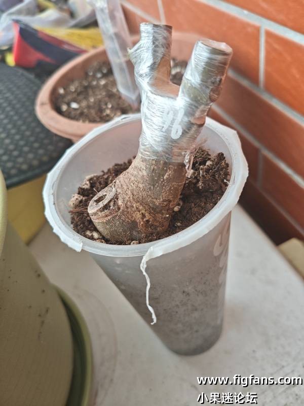 请问有哪些品种是黑果呀？-小果迷