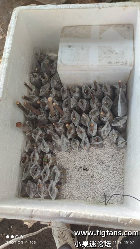 江苏要降温了，大连cc给的枝条还没生根-小果迷