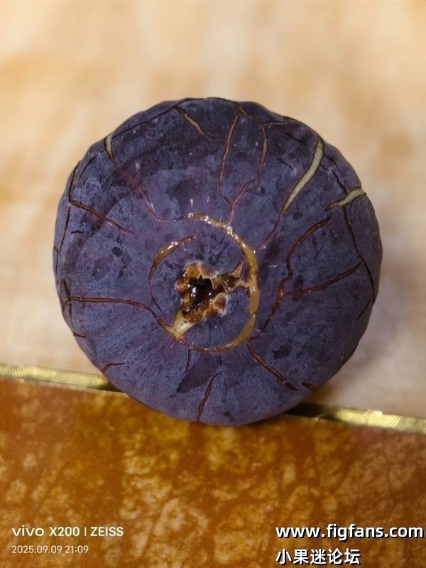 92.布鲁斯 ·诺梅纳/诺米娜   Bruce Nomina（大连CC）-小果迷