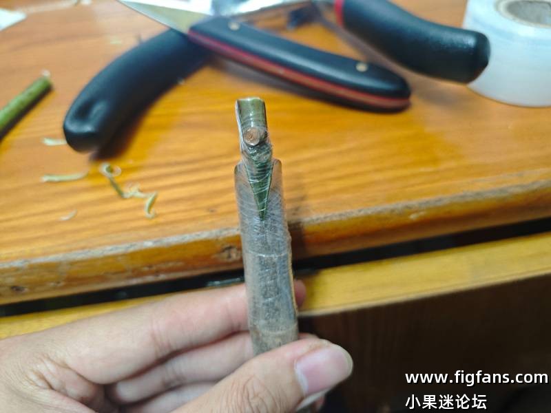 出卡门现接苗-小果迷